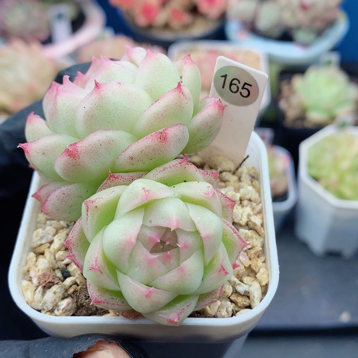 麦秆58包邮  群生不包整桃花