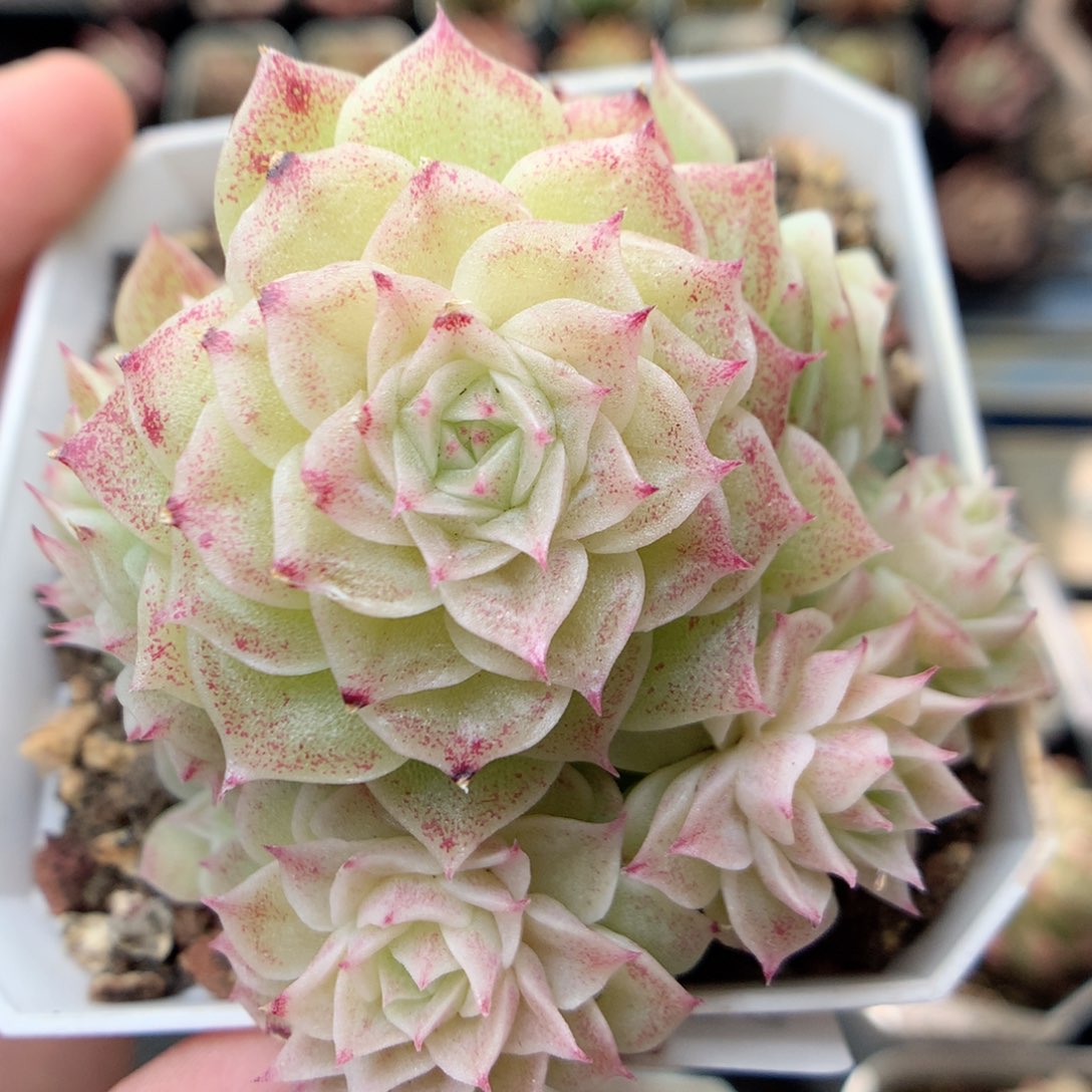 G121 ，20包邮两天凑单偏远不发货