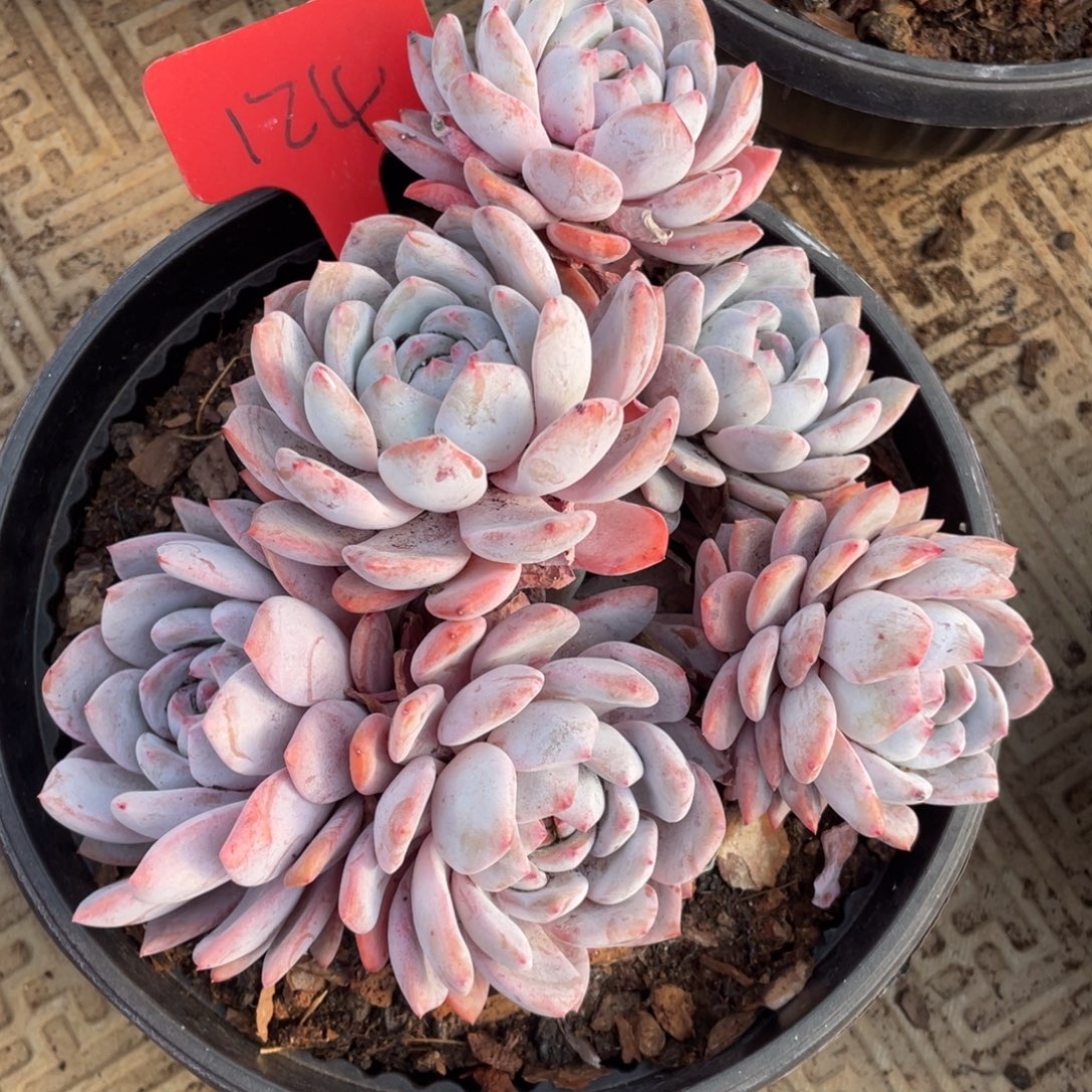 耳***g星影多头群生124号