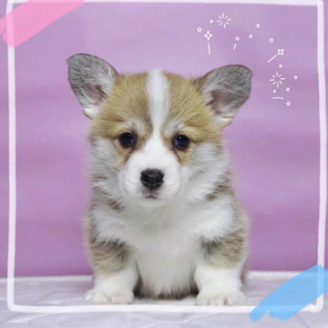 「彩虹堡」宠物活体柯基狗狗