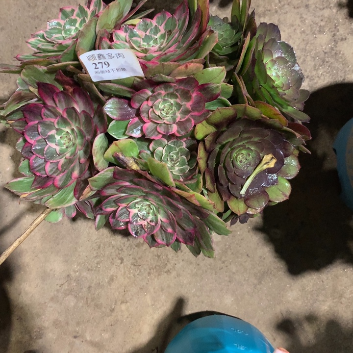 279莲花座多肉植物特价