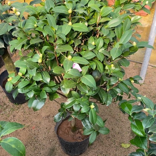 当前无花栽培后可以开花