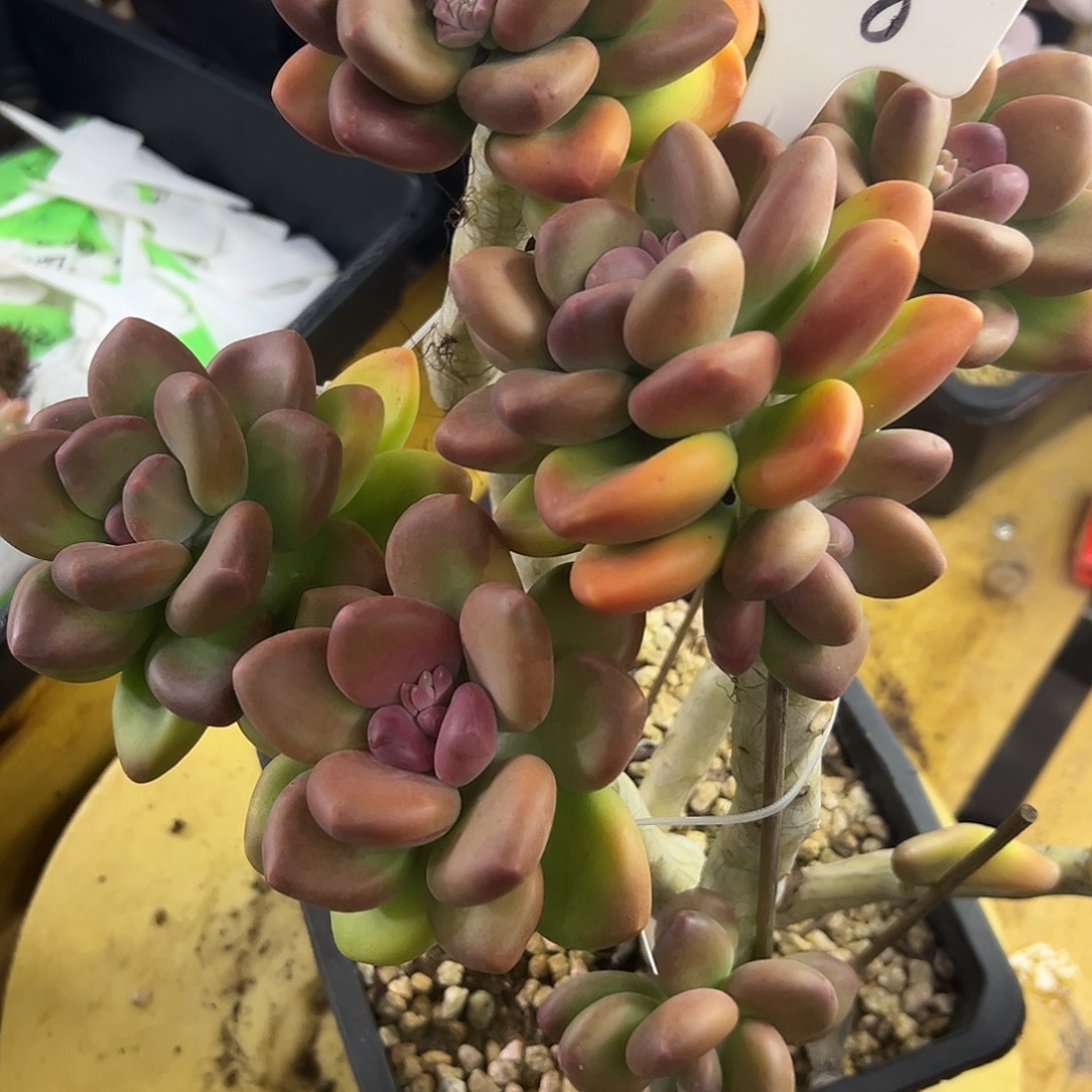 打***死608KK美人。  多肉。  