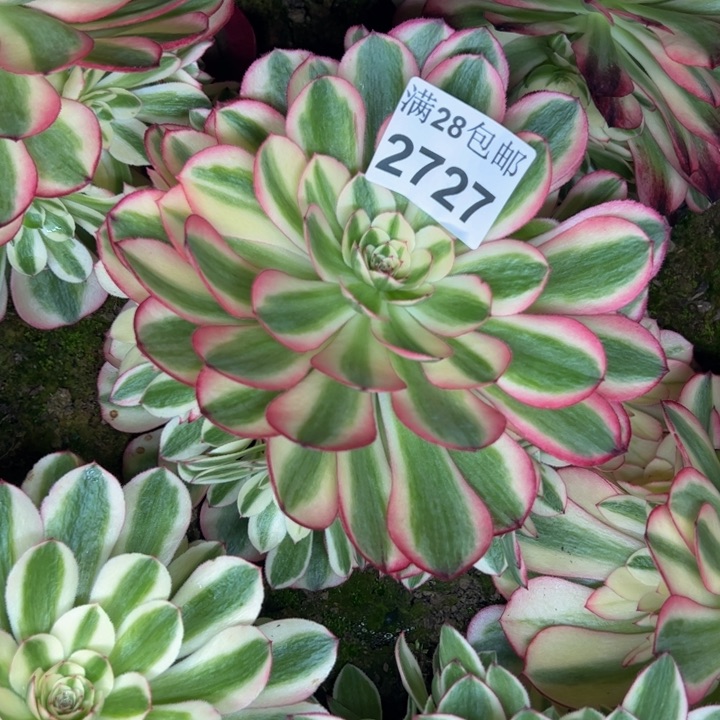 2727南倾城多肉植物