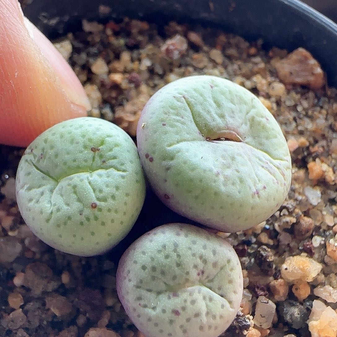 脱土发货哦24099