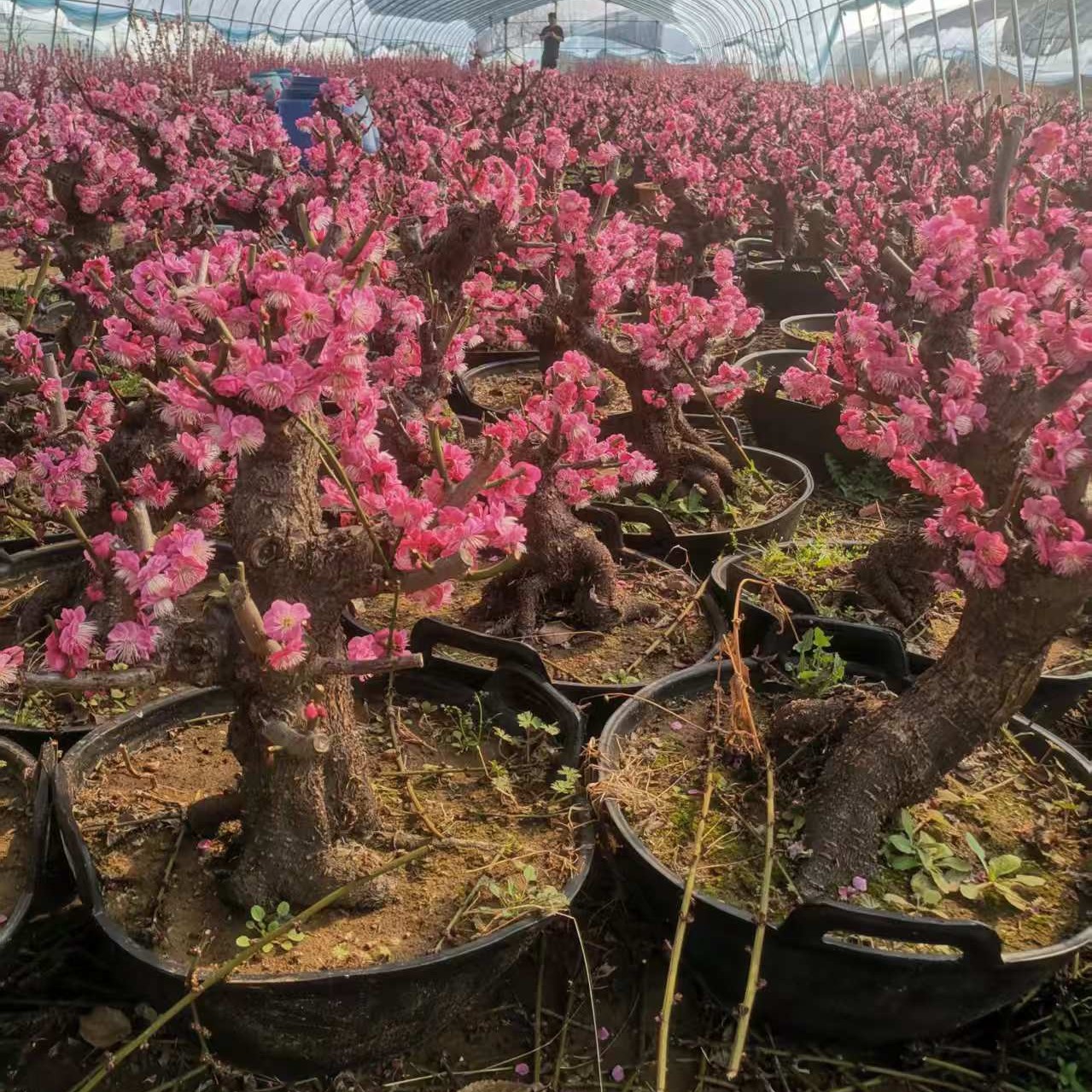 红梅直播间专用链接