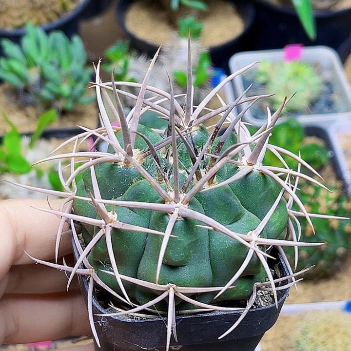 6公分狂刺碧岩玉实生球一颗