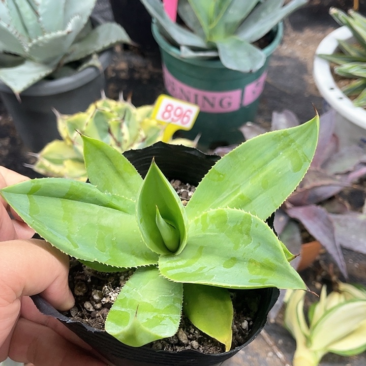 绿荷UCB龙舌兰系列