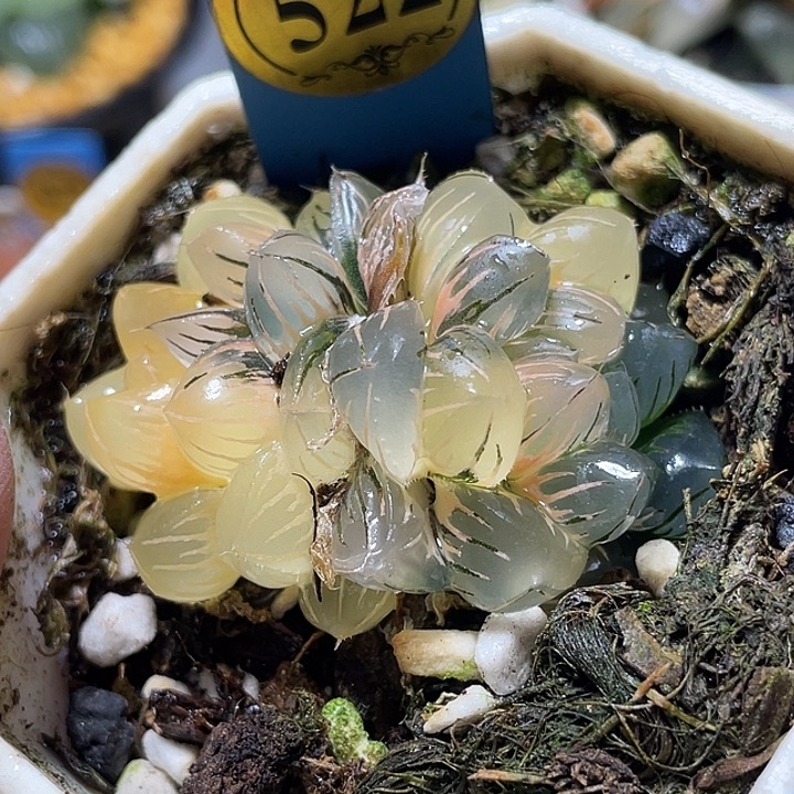 522双头水中月锦福利
