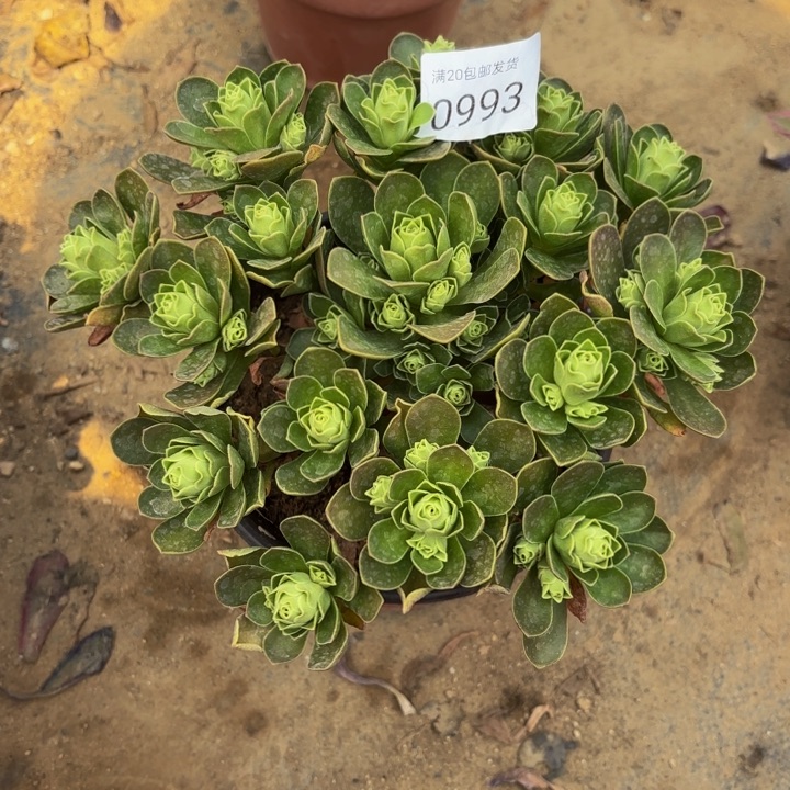 树玫瑰多肉处理不包断头0993