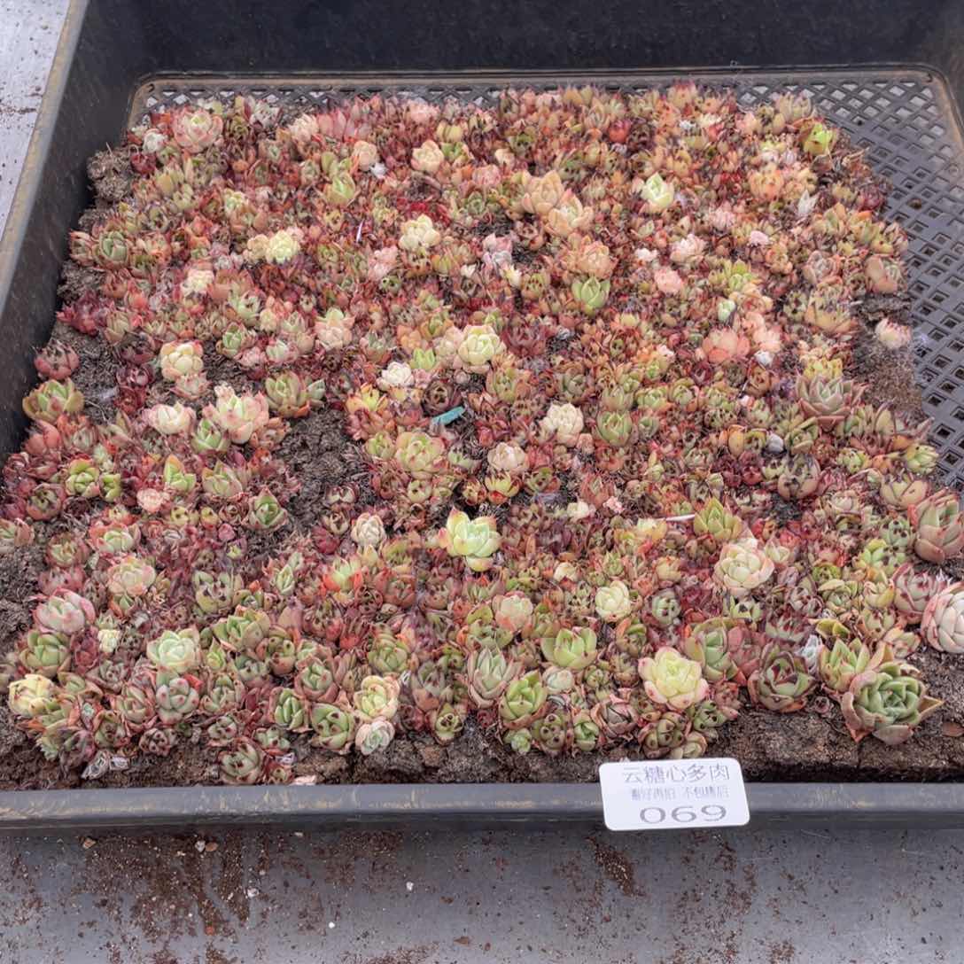 云糖心多肉植物69