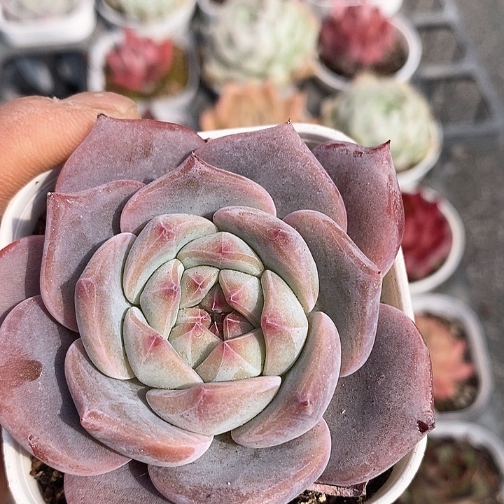 多肉植物一物一拍0065