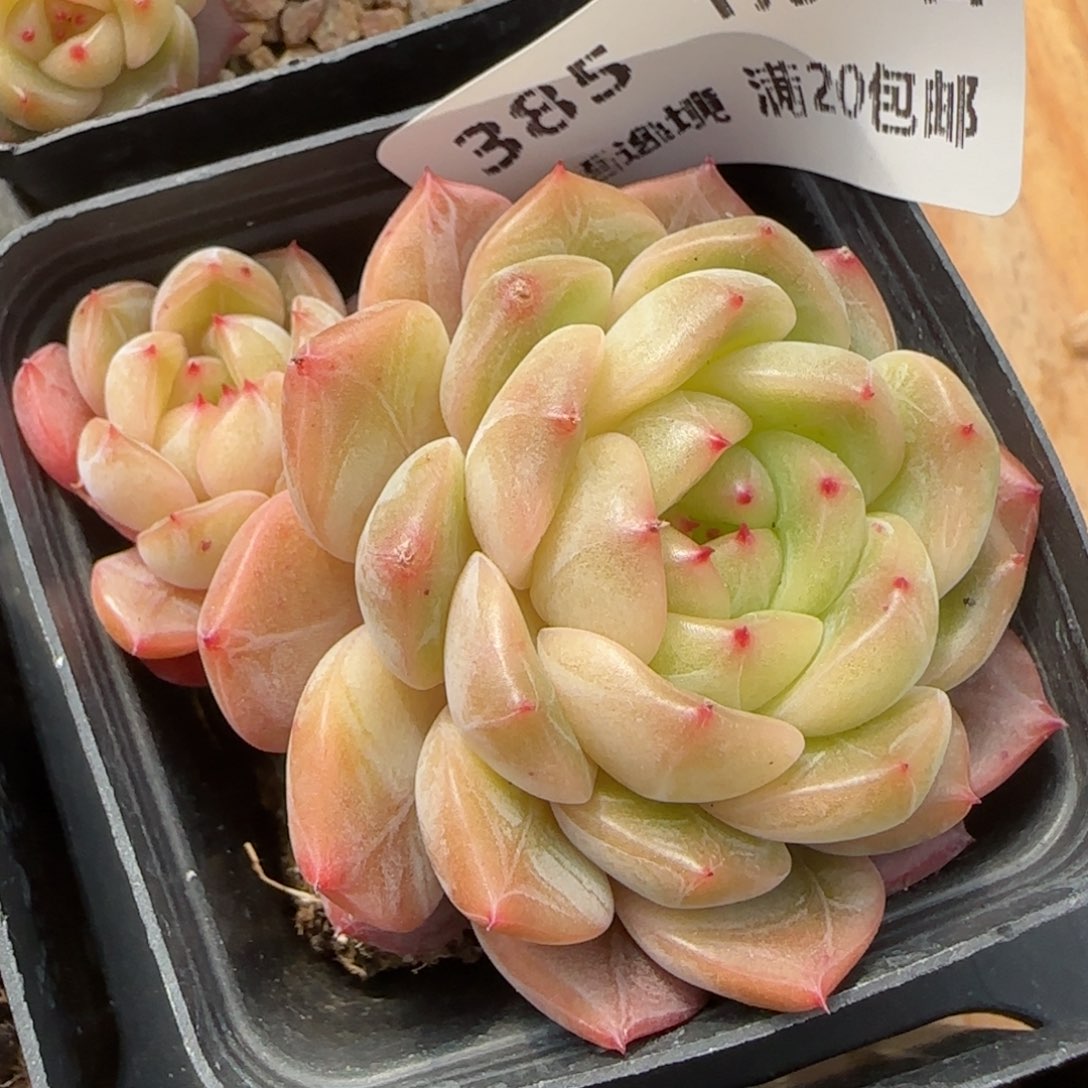 花语逸镜0130-385