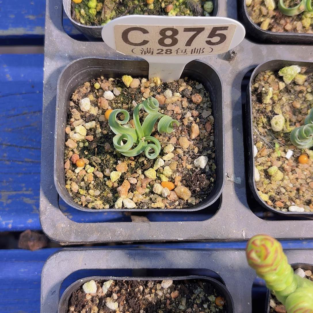 C875贵妃弹一物语拍