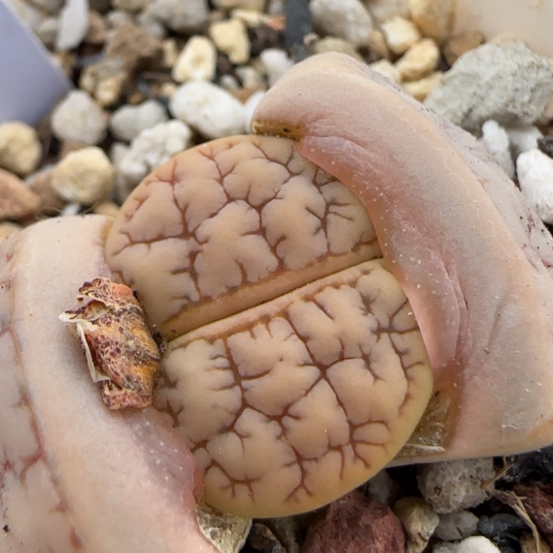 1.22 上播福利C374 6006