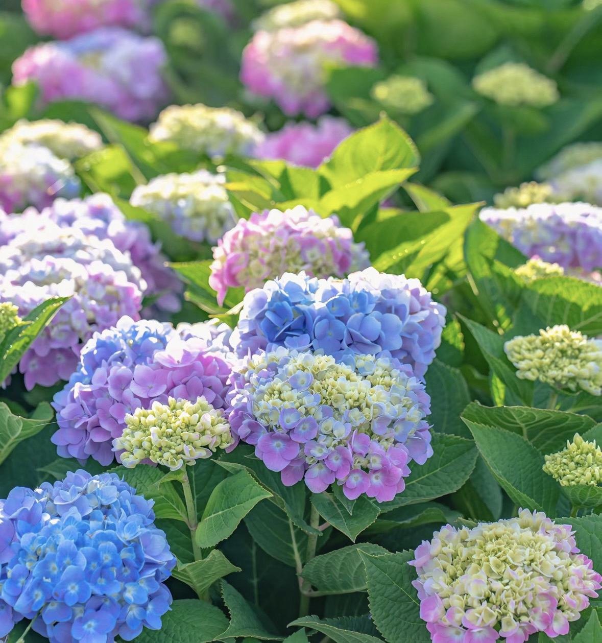 【三哥精选】5加仑 无尽夏绣球 新手必入可调色