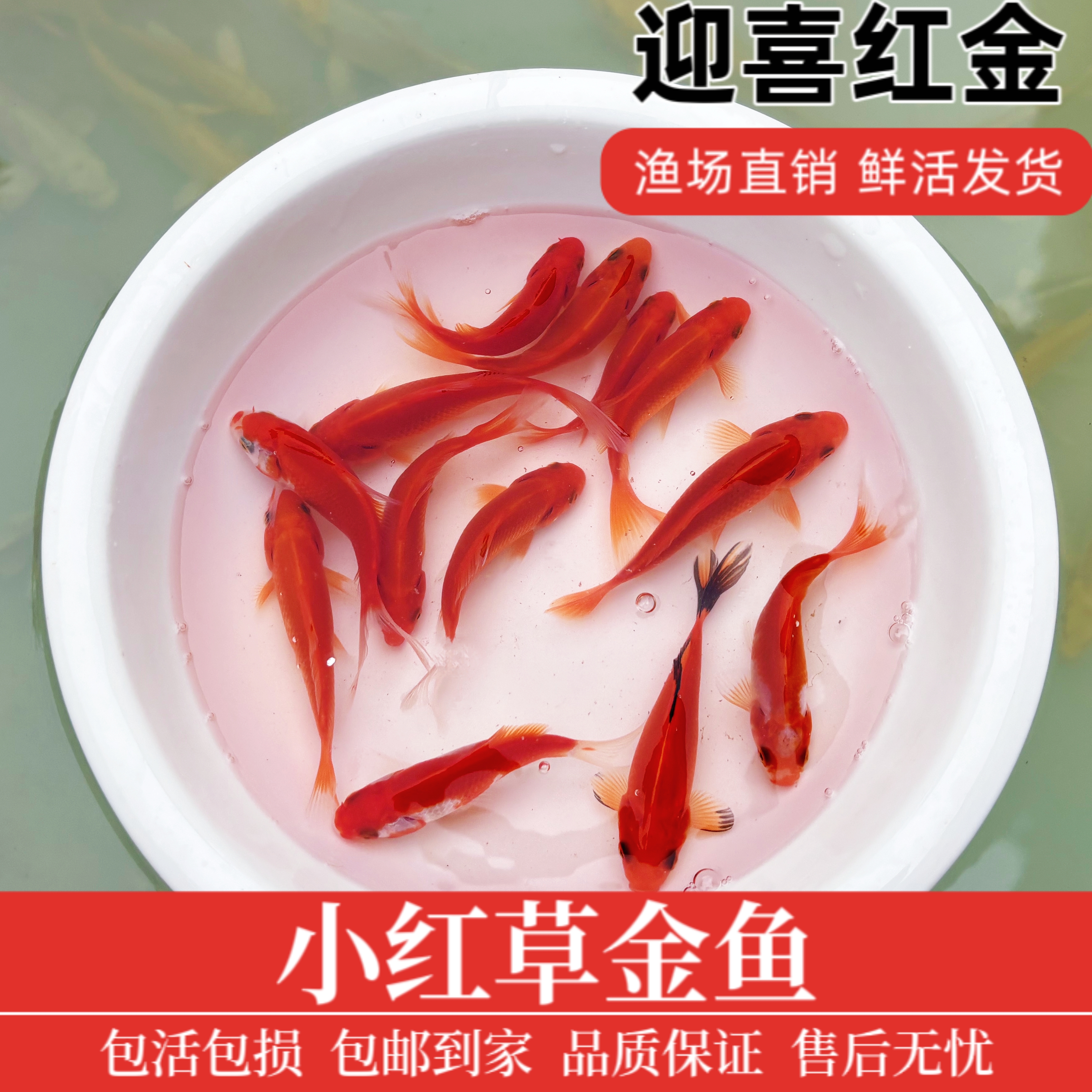 [迎喜红金] 小红鱼 红白草金鱼 红锦鲫 冷水鱼