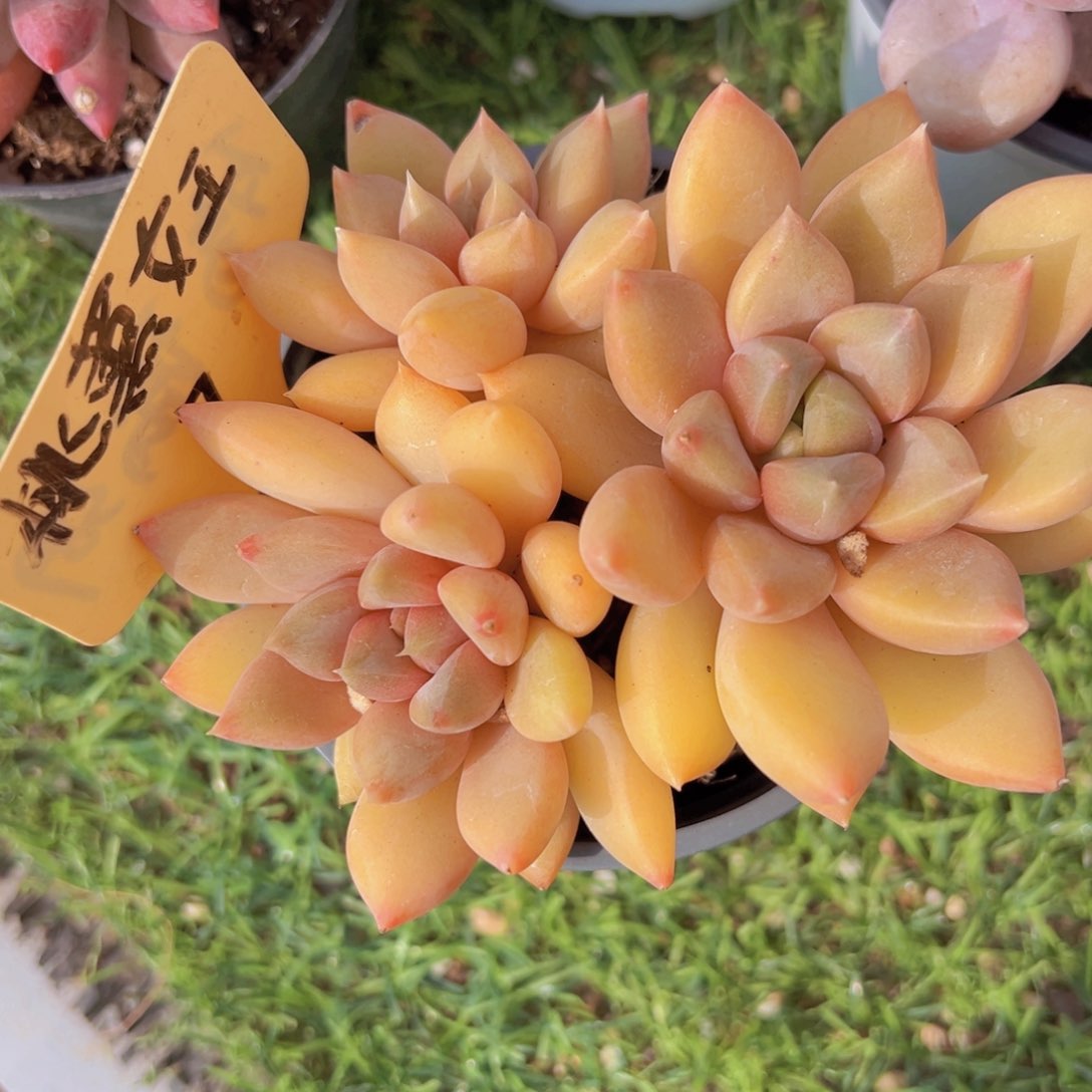 香玉的故事是一个人的故事吗