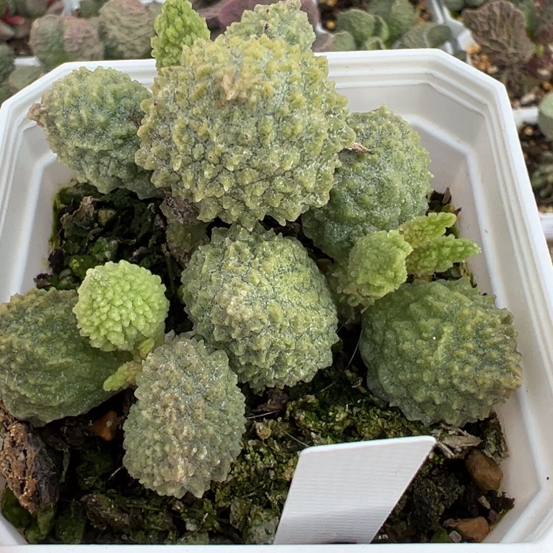 美系绿幽灵老桩多肉植物水泡多肉植物