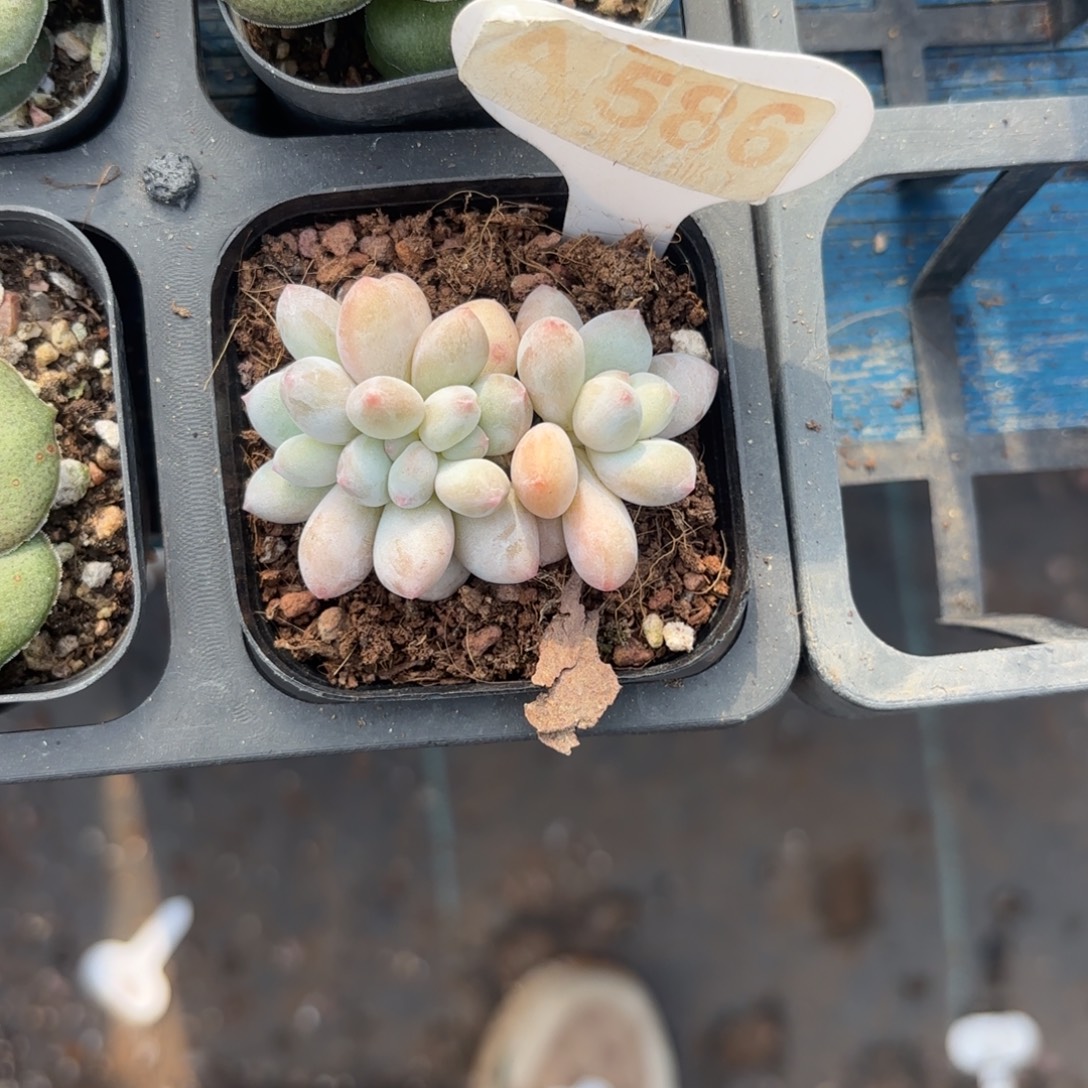 A580香水奶一物一拍