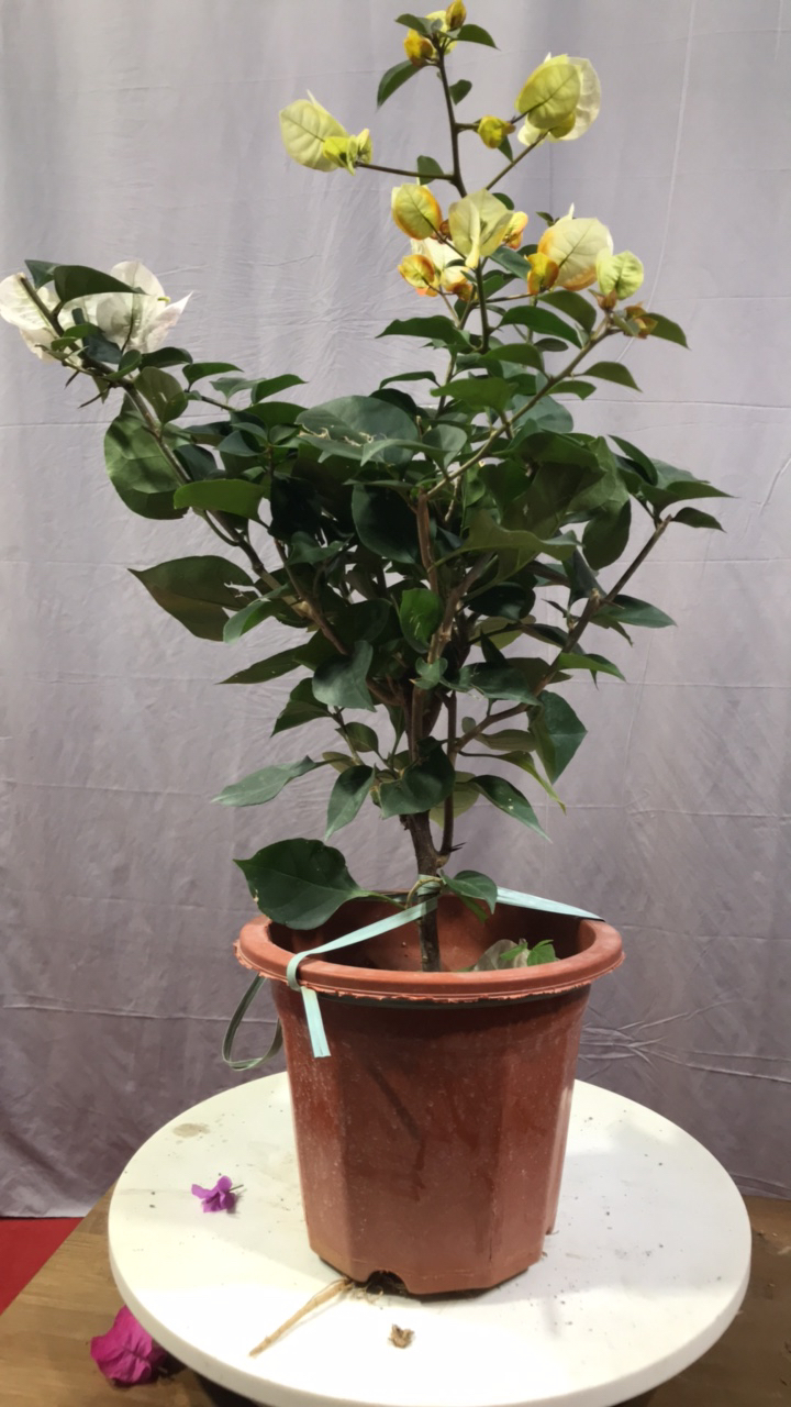 漳州精选小盆景三角梅