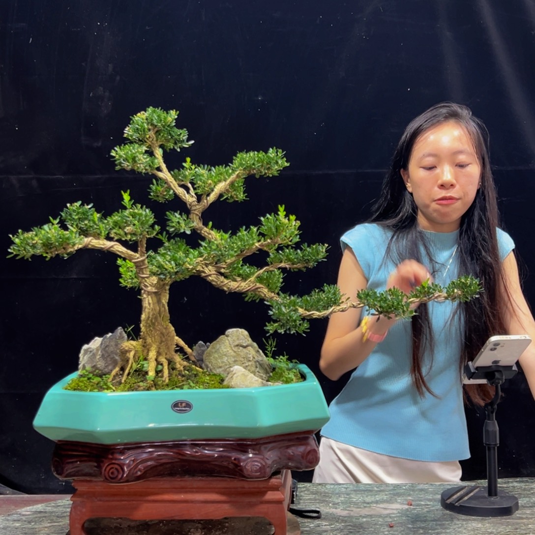 无花朵广东黄杨四季常绿