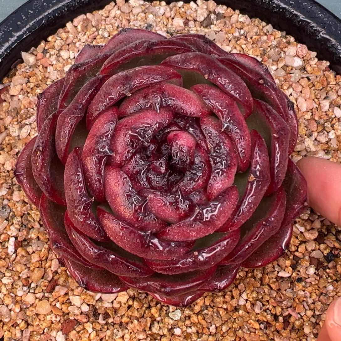 多肉一物一拍0206-血月宝石