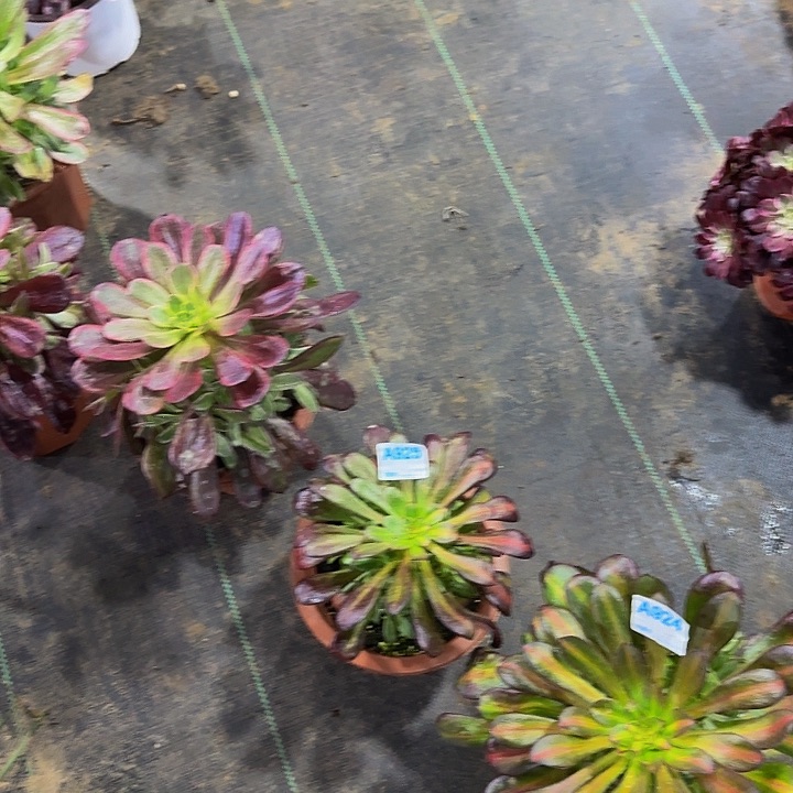 幽*924 925花蝴蝶 小苗法师