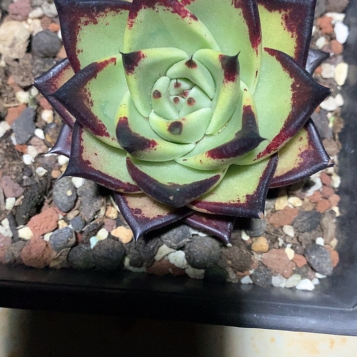 1301————直播福利