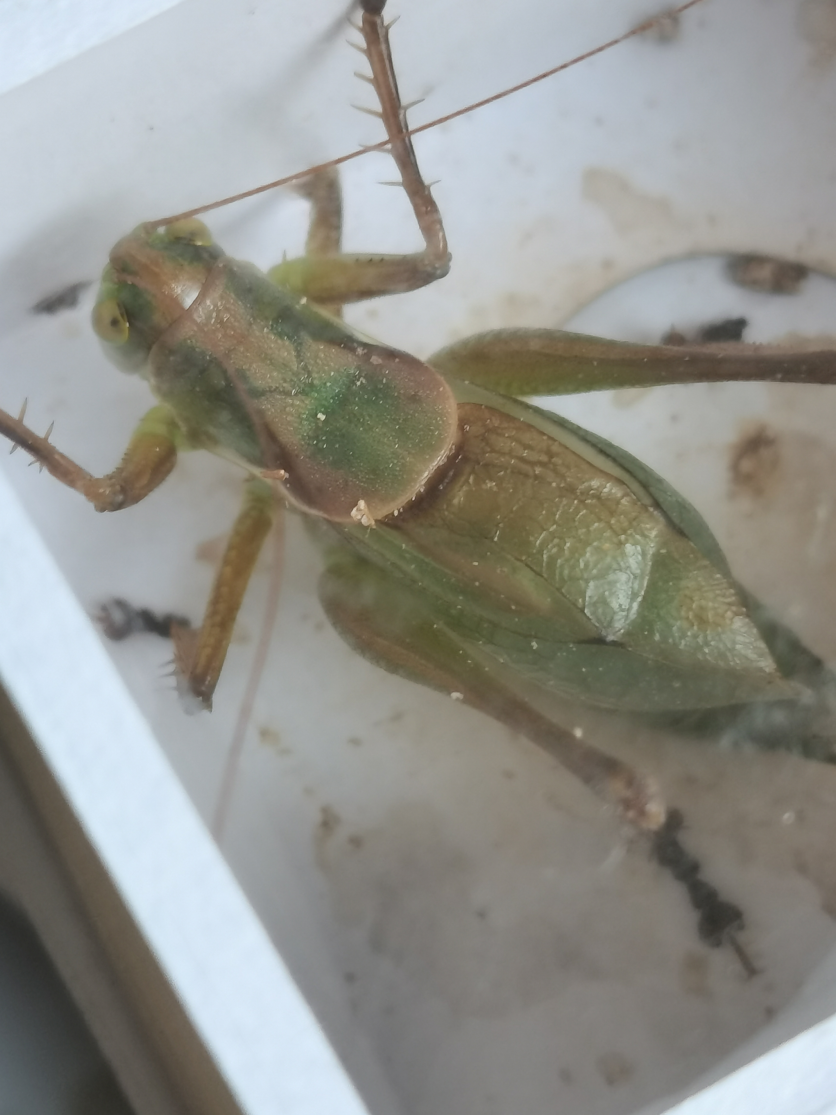 山东胶东扎嘴叫声清脆观赏性高（满百包邮，看清下单）