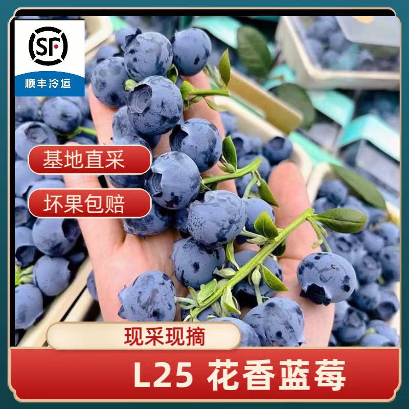 Y2花香蓝莓现采现摘脆甜顺丰冷链  净重3斤【中大果15mm-13mm】