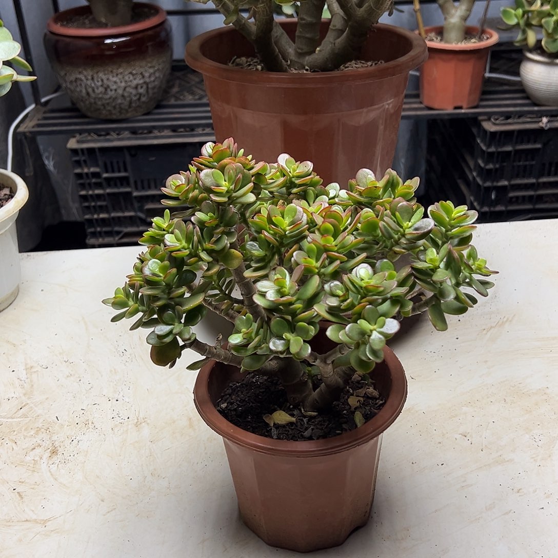 4年摇钱树带盆土发货