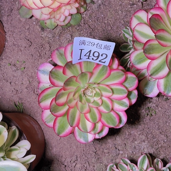 492倾城多肉植物