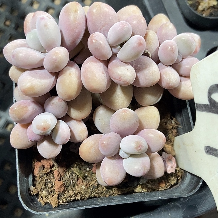 多肉植物桃蛋990多肉