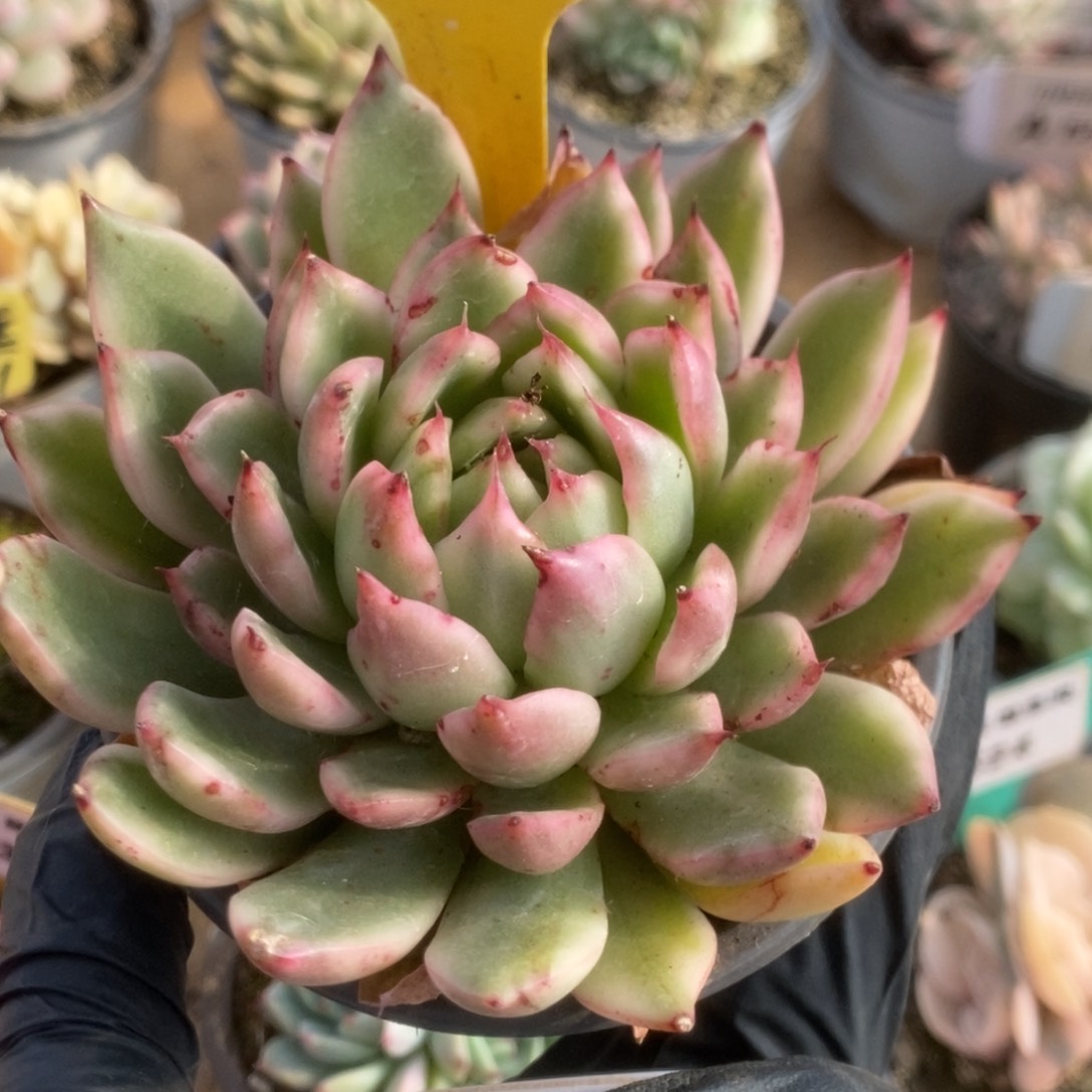 457落燕锦锦锦锦锦锦