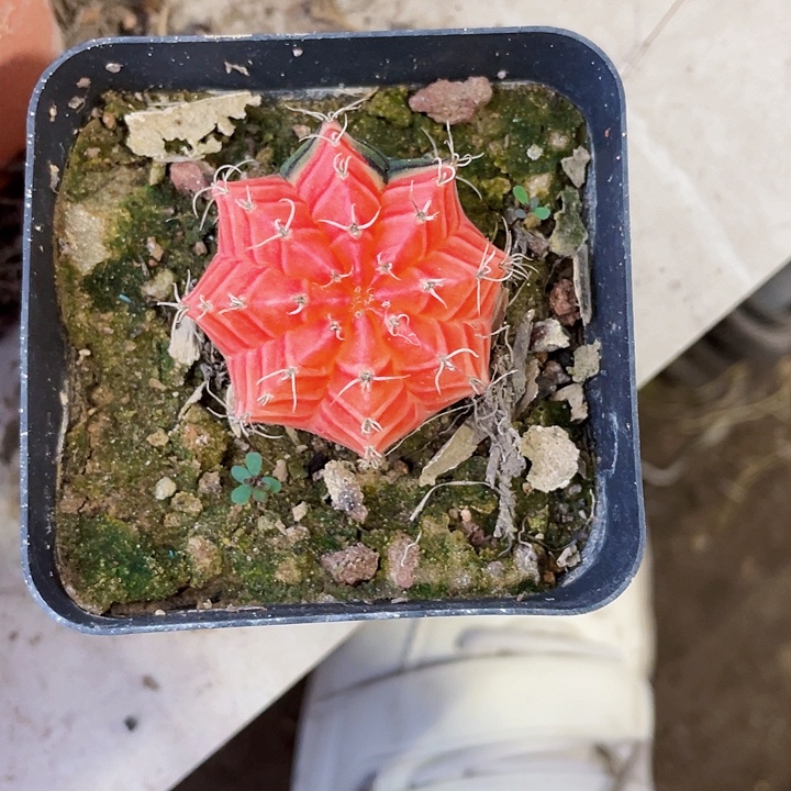 我***啊完全开放肋骨带盆土