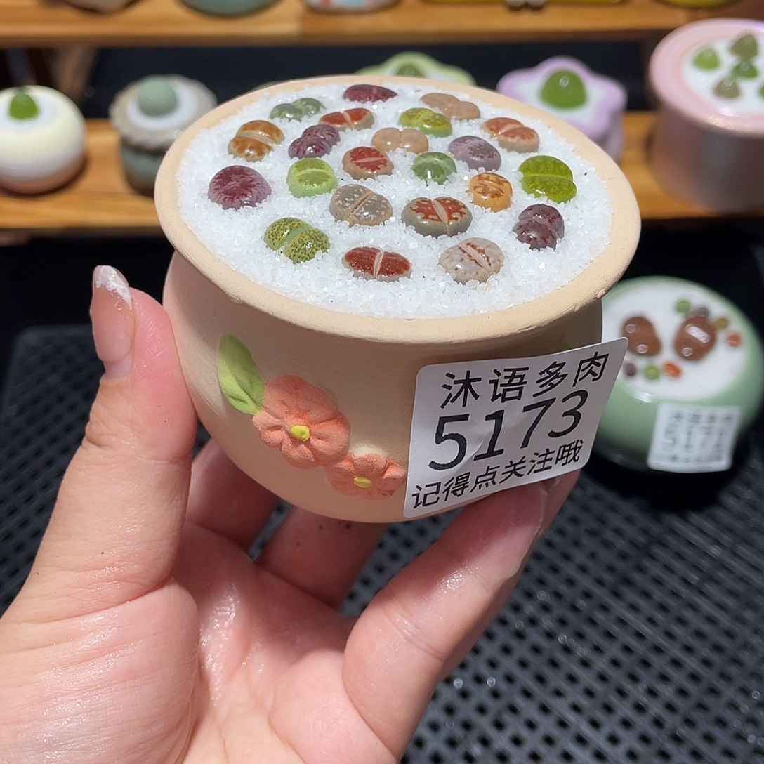 带盆土植物 一物一拍5173