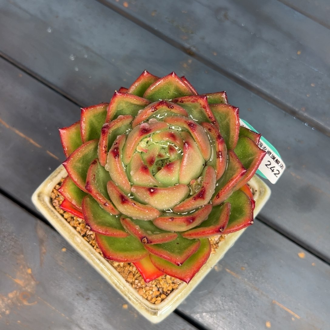 多肉一物一拍0216-242酒