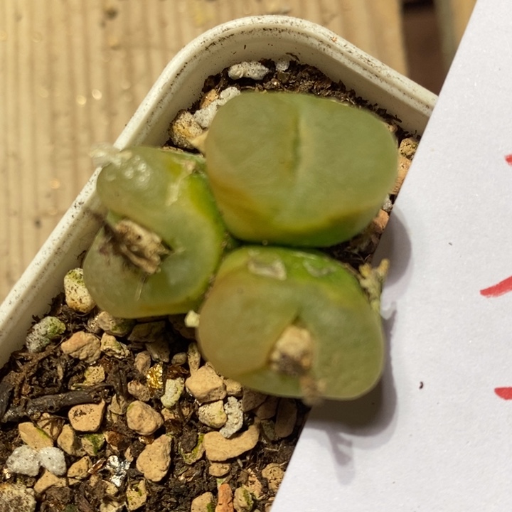 31218一颗一颗一颗