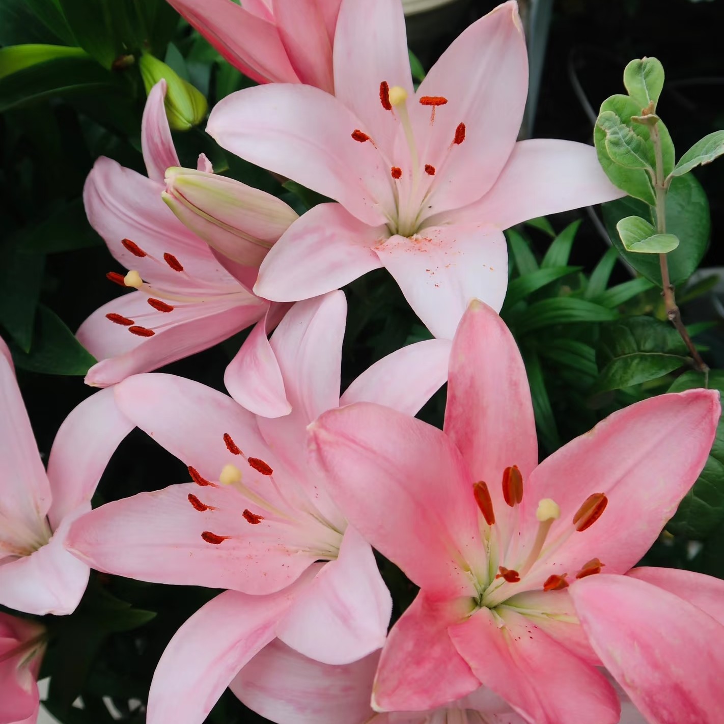 【工厂直发】粉色单瓣多头帕诺