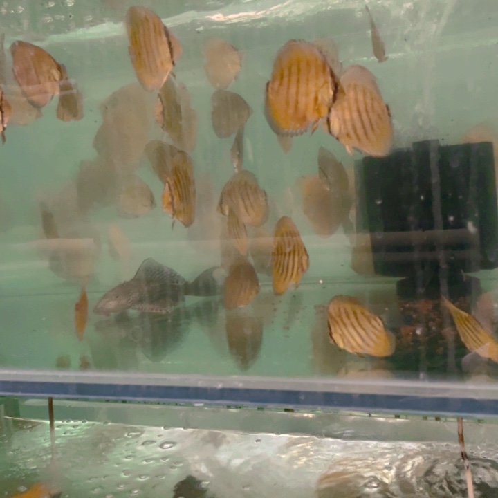 七彩神仙鱼浪*沙七彩神仙德松苗子