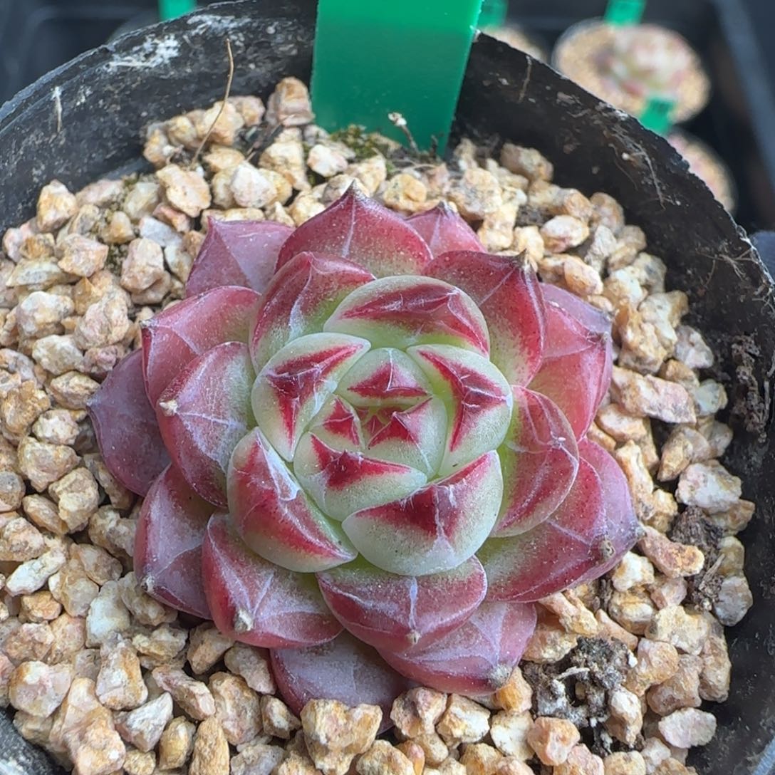 多肉202     福利   5厘米盆