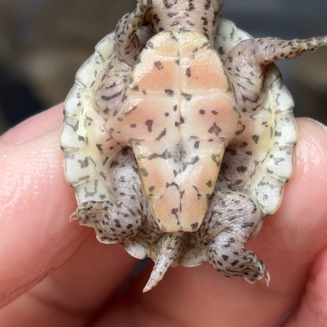 宠物龟不分公母全品双满文黑刀