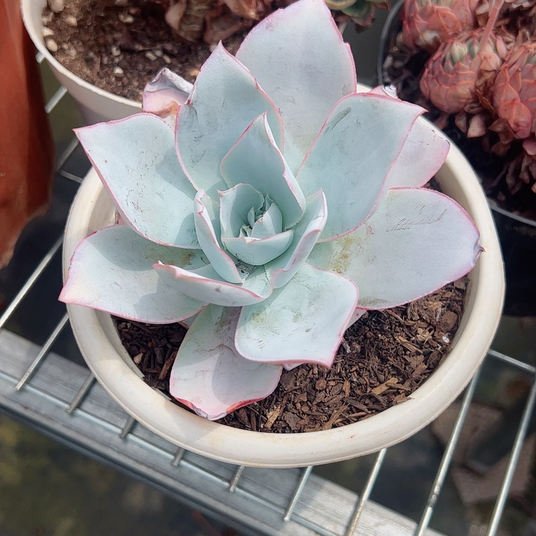 小广寒宫单头精控