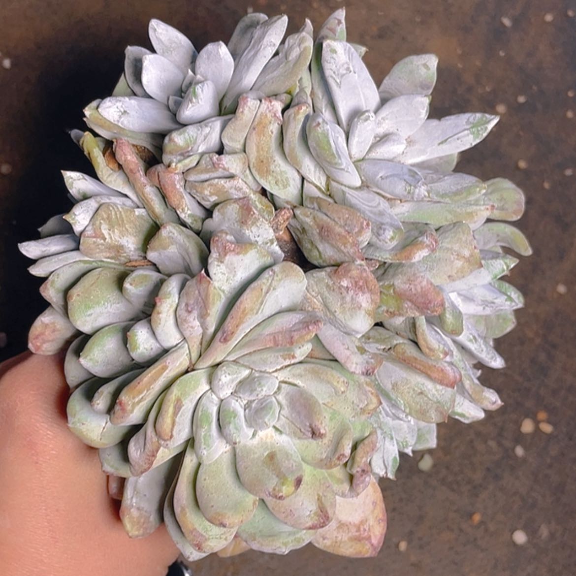 【闪购商品】拇指拇指