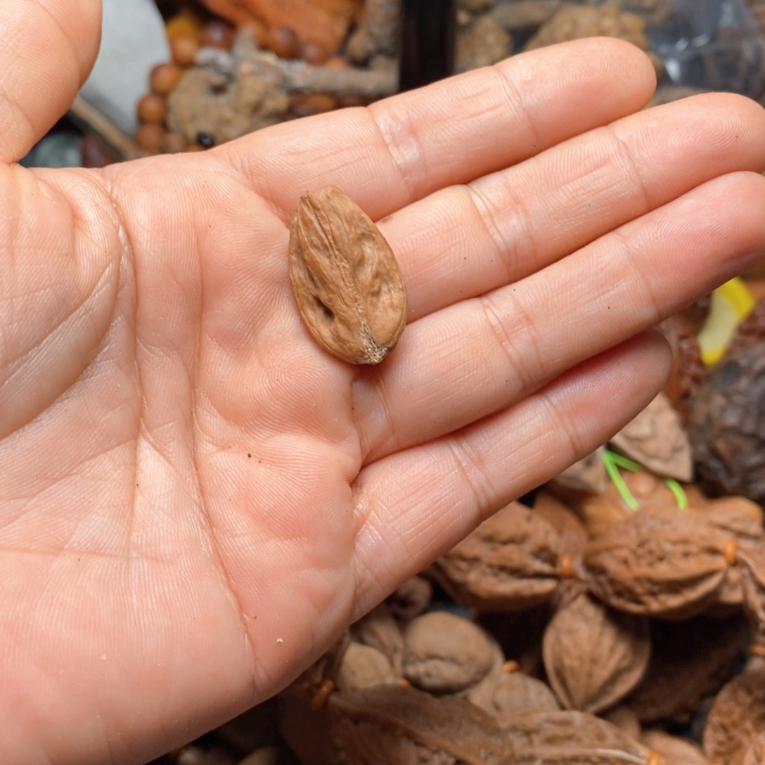 吊坠文玩核桃核桃117