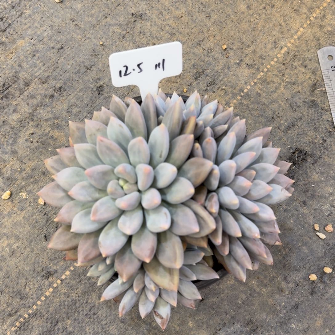 一物一拍彩胖哥特群111