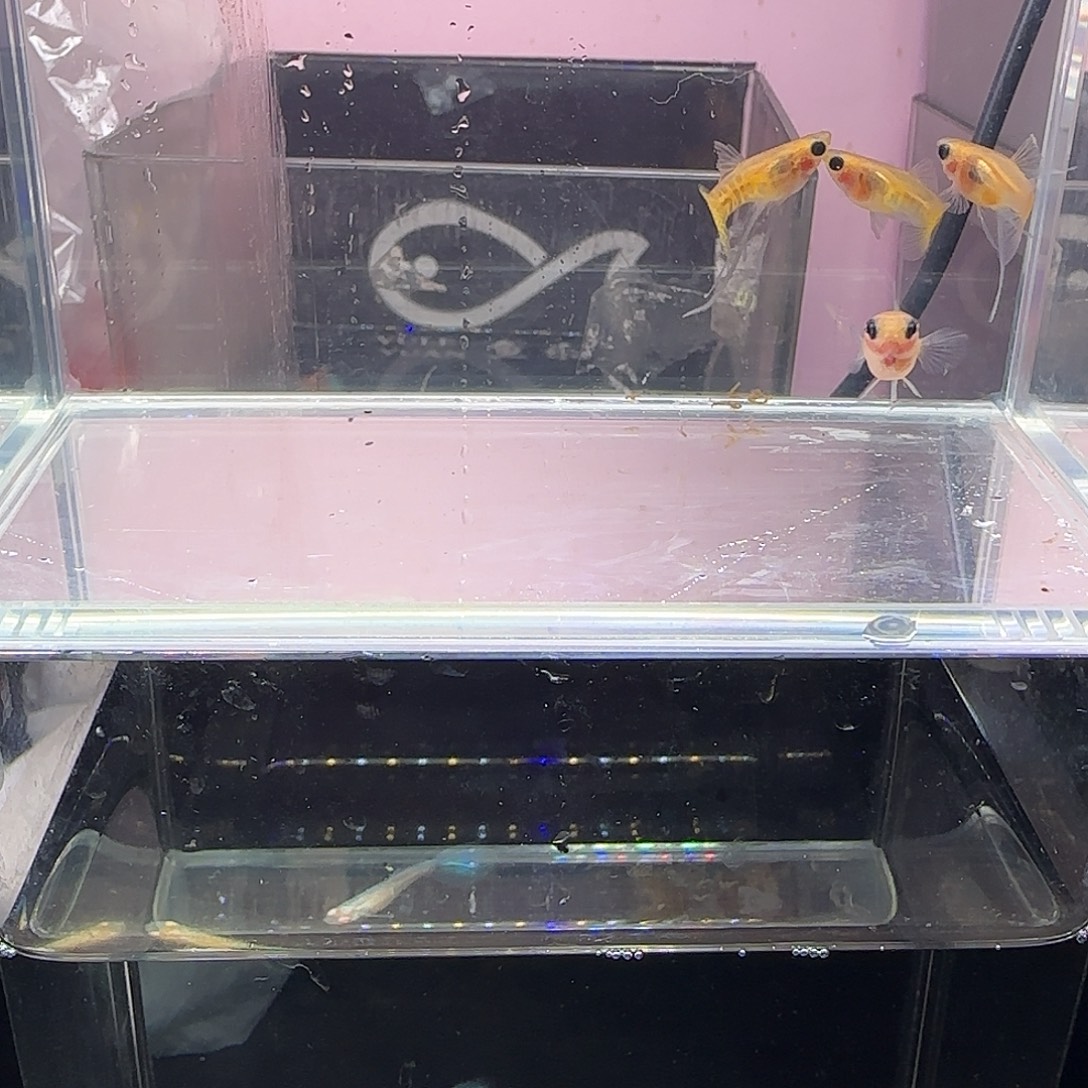 孔雀鱼黄蕾丝短体大c四条