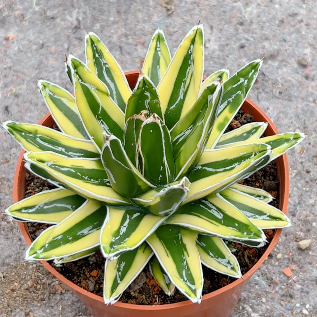 辉山龙舌兰仙人球