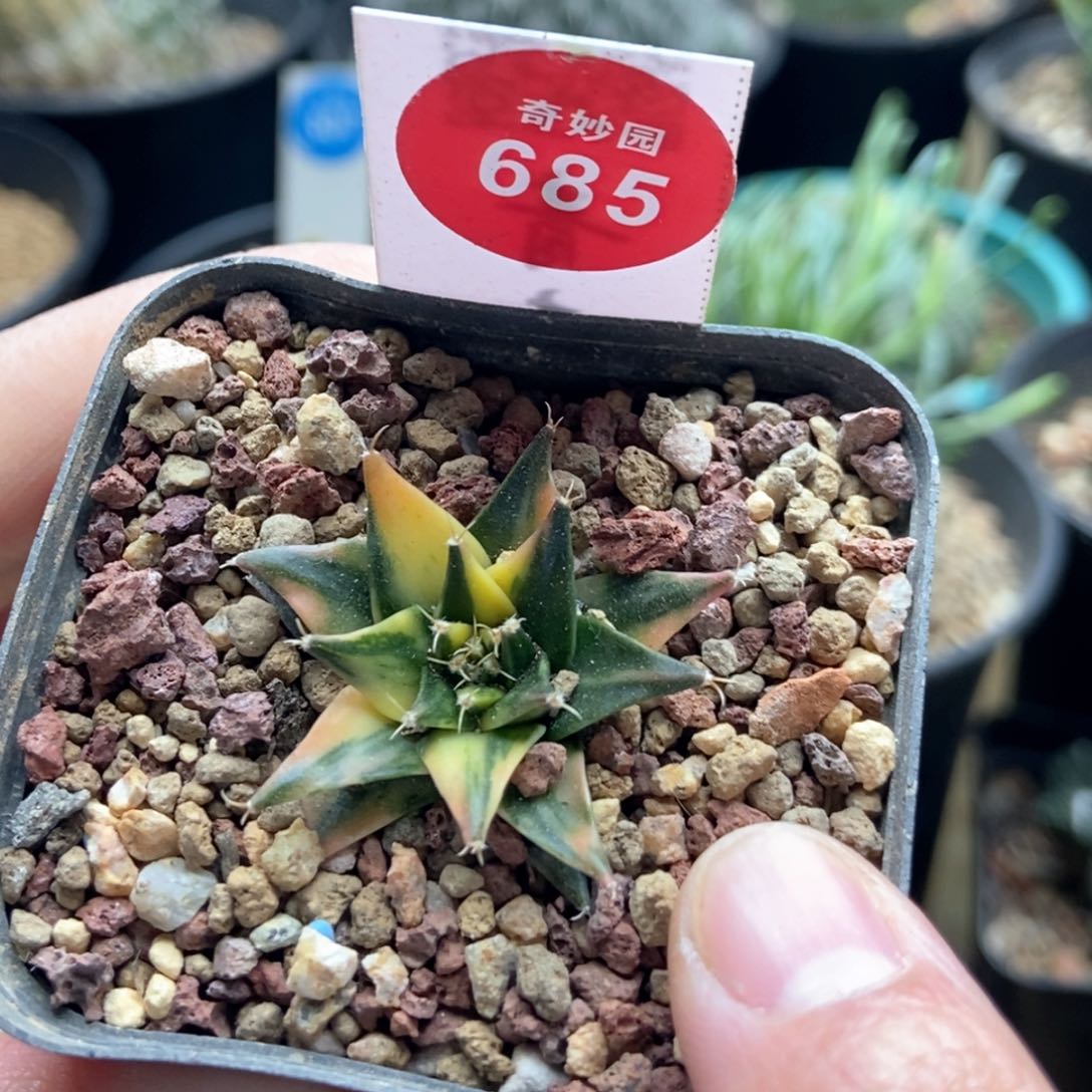 实生精品拉丝帝冠锦3cm一棵仙人球